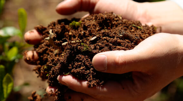2. Fertile soil